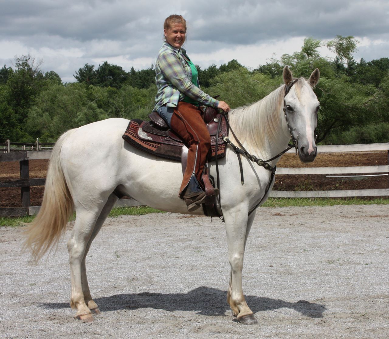 Quarter Horses for sale in Pennsylvania