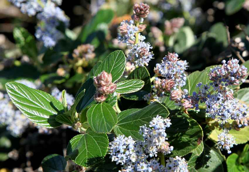 San Marcos Growers >Ceanothus