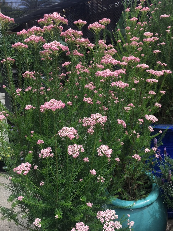2nd Image of Ozothamnus diosmifolius 'Pink' at San Marcos Growers