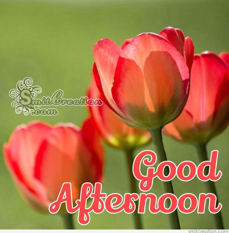 6 Good Afternoon Flower Pictures and Graphics for different festivals