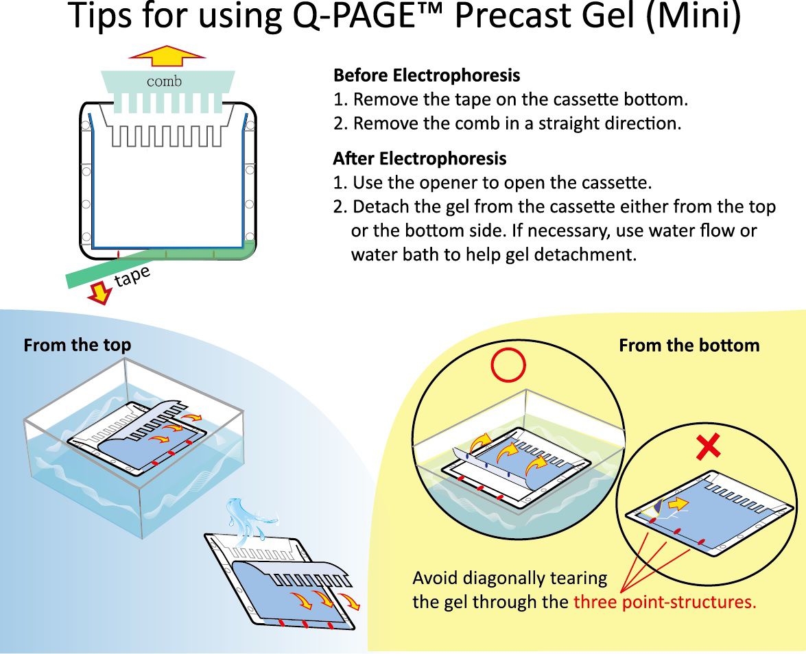 Open Gel Cassette and remove QPAGE™ Midi Gel