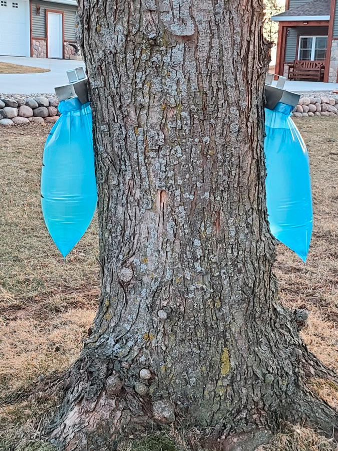 Sap Collection Bags, HALF CASE (120 bags) Smoky Lake Maple Products, LLC