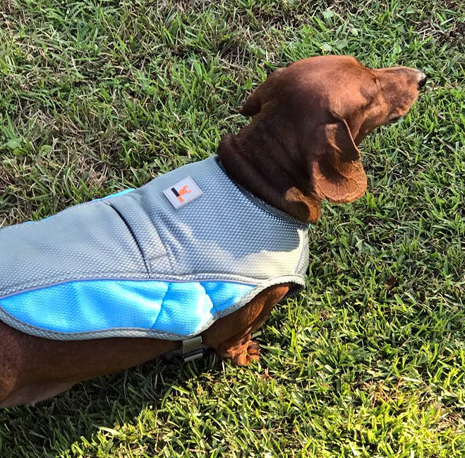 Save the Dog. Die Rettungsweste für Hitzealarm. Optimal
