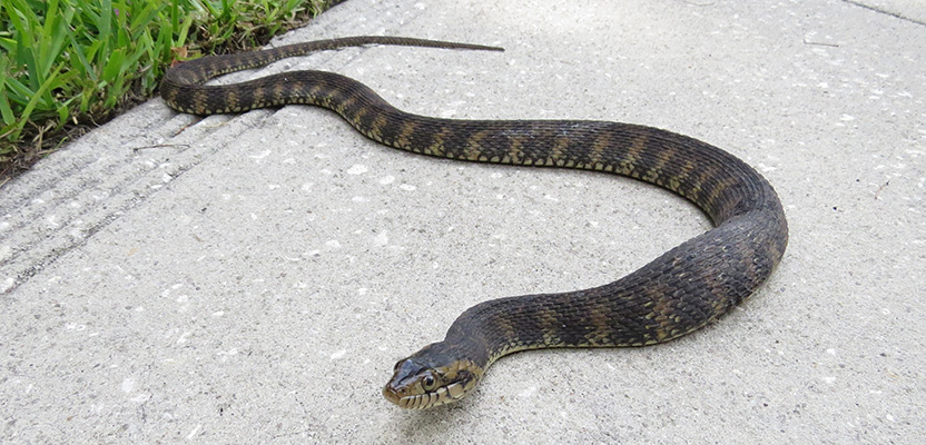 Does sulfur or lime keep snakes away?