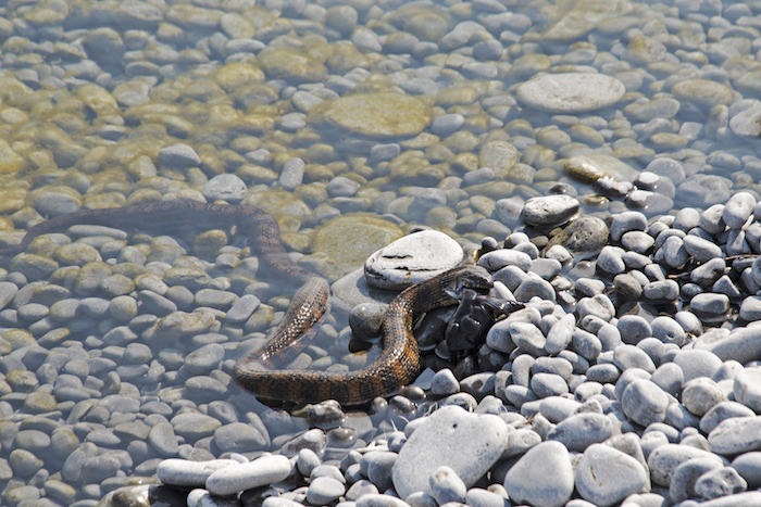 Dreaming About Snakes In Water