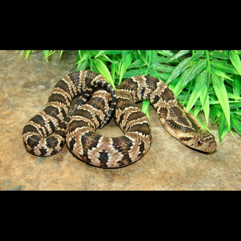 False Water Cobras (Hydrodynastes gigas)