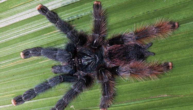 Pink Toe Tarantula Care (With Bioactive Setup Guide)