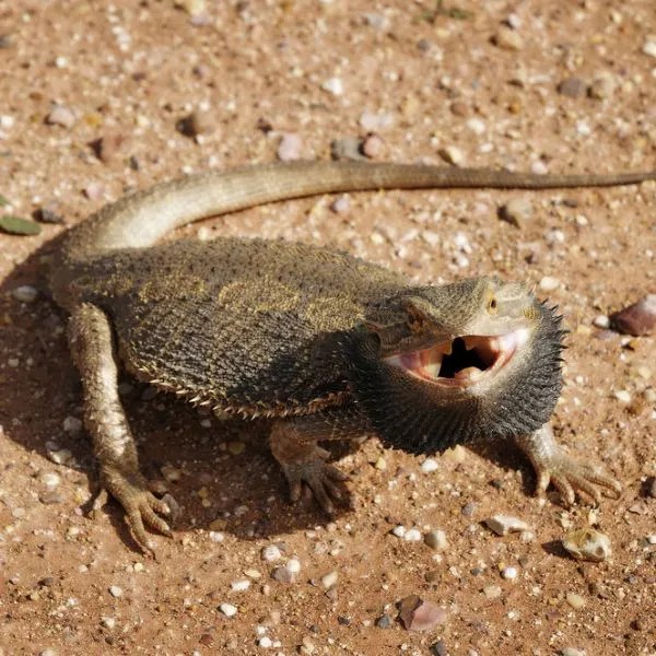 What Does It Mean When A Bearded Dragon Flattens Out
