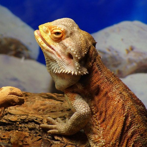 Why is my bearded dragon sleeping in the corner?