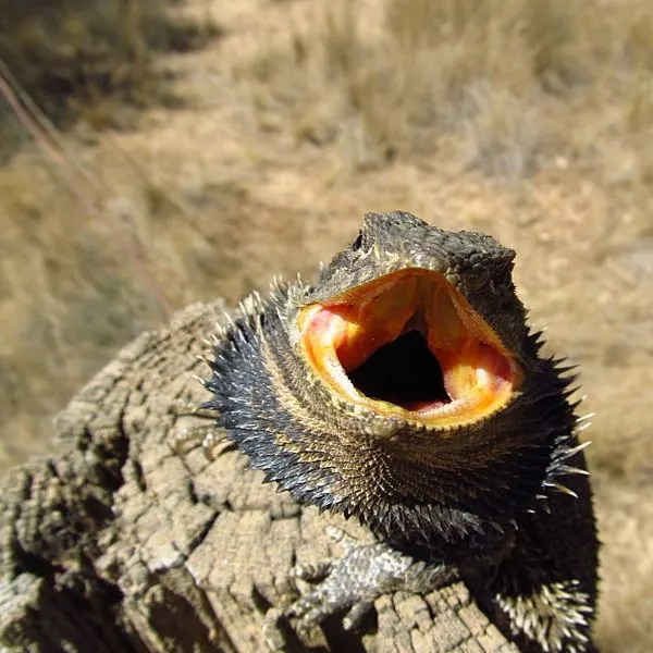 Aggressive Bearded Dragon (10 Causes)