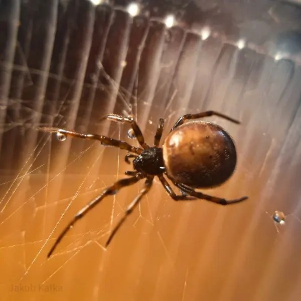 Spiders in Tennessee (40 Different Species)