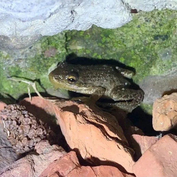 Frogs in Delaware (22 Colorful Species)
