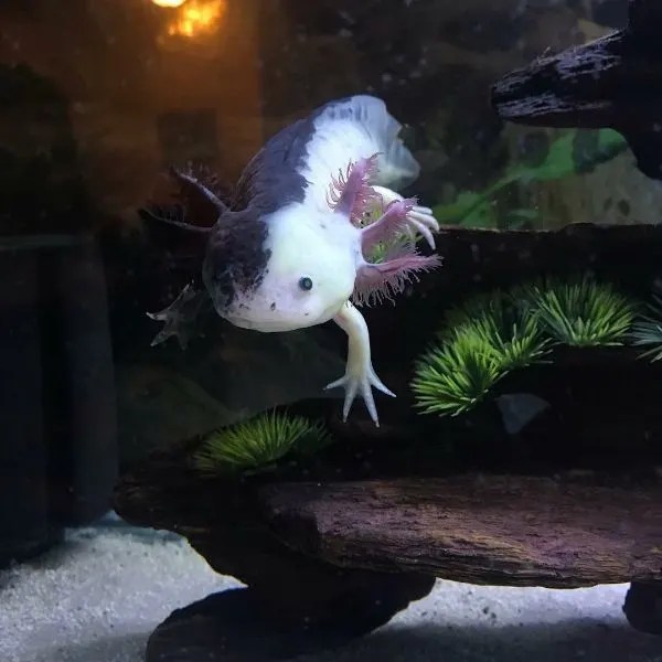 20 Shades of Axolotl Morphs (With Pictures)