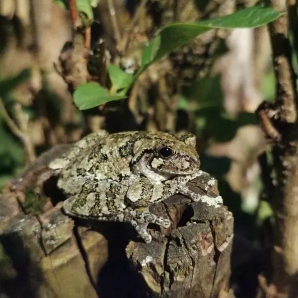 Frogs in Nebraska (24 Different Species)
