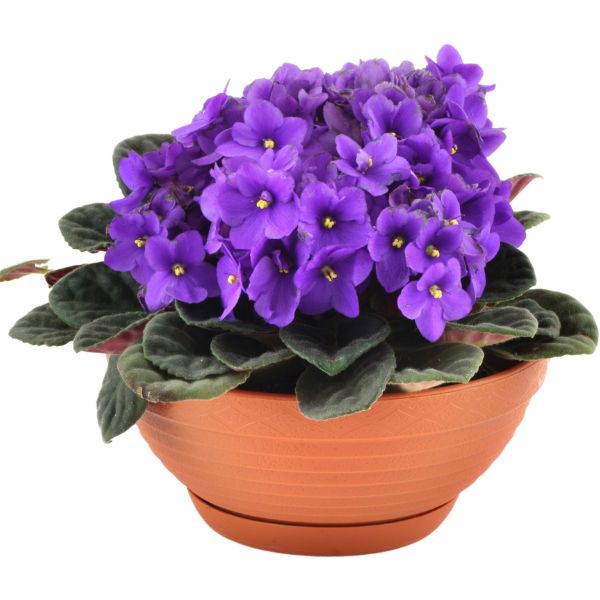 38 Safe Plants For Your Bearded Dragon’s Enclosure