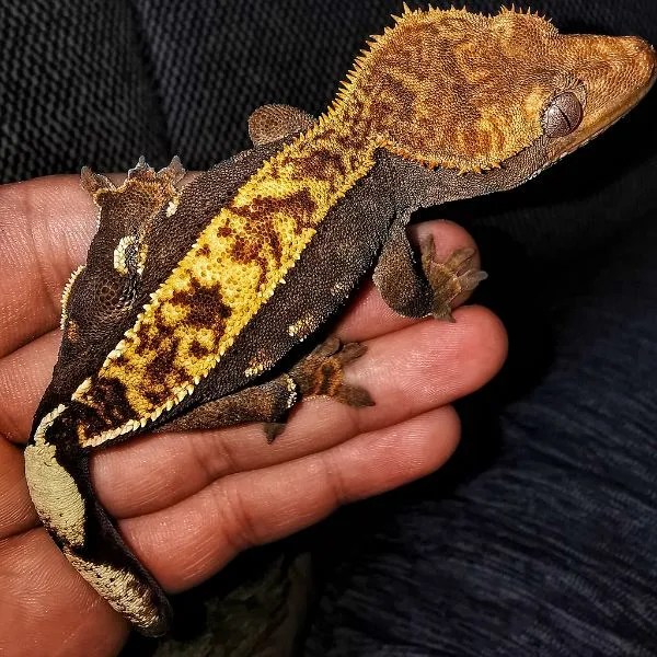 Types of Crested Geckos (25 Morphs)