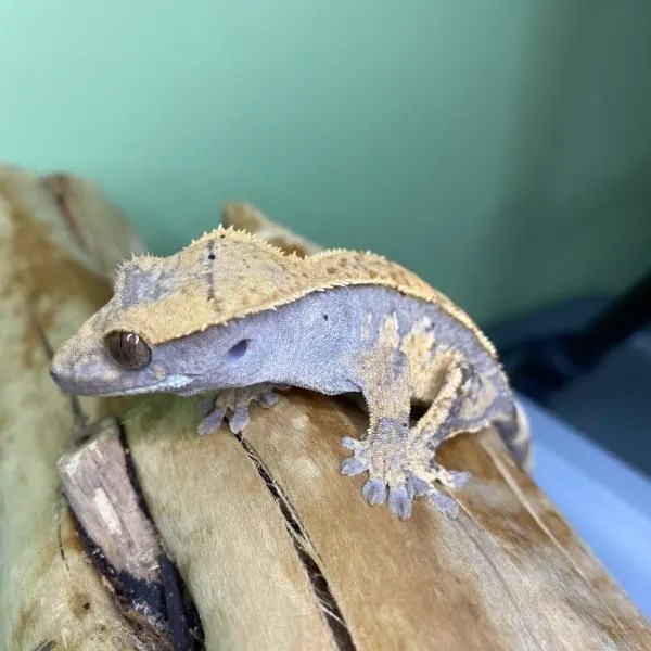 Types of Crested Geckos (25 Morphs)