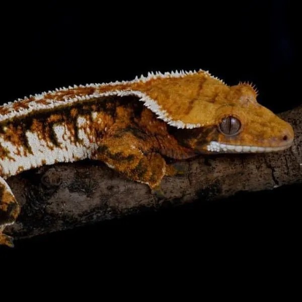 Types of Crested Geckos (25 Morphs)