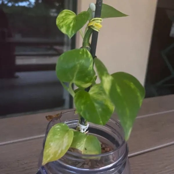 33 Plants Safe For Crested Geckos