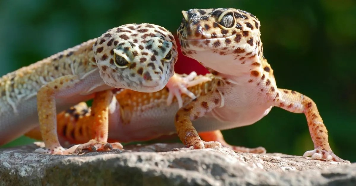 Create Leopard Gecko Names With This Generator