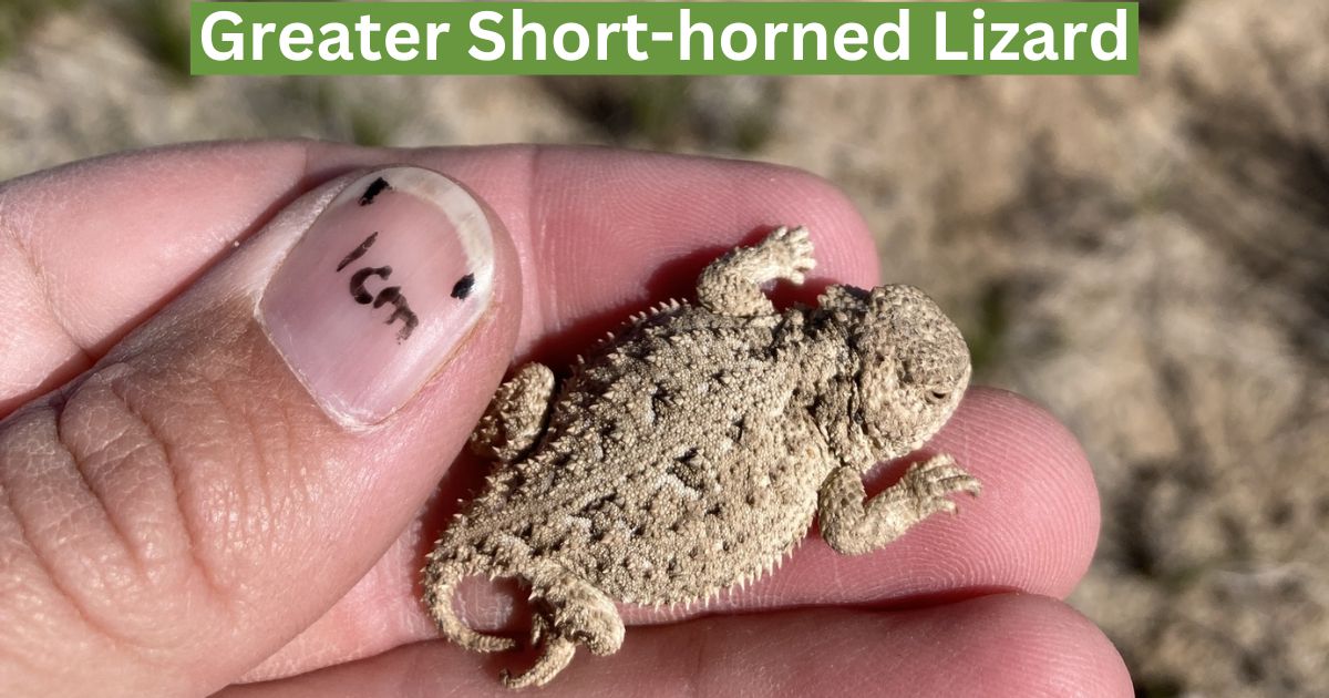 20 Cool Lizards In Colorado