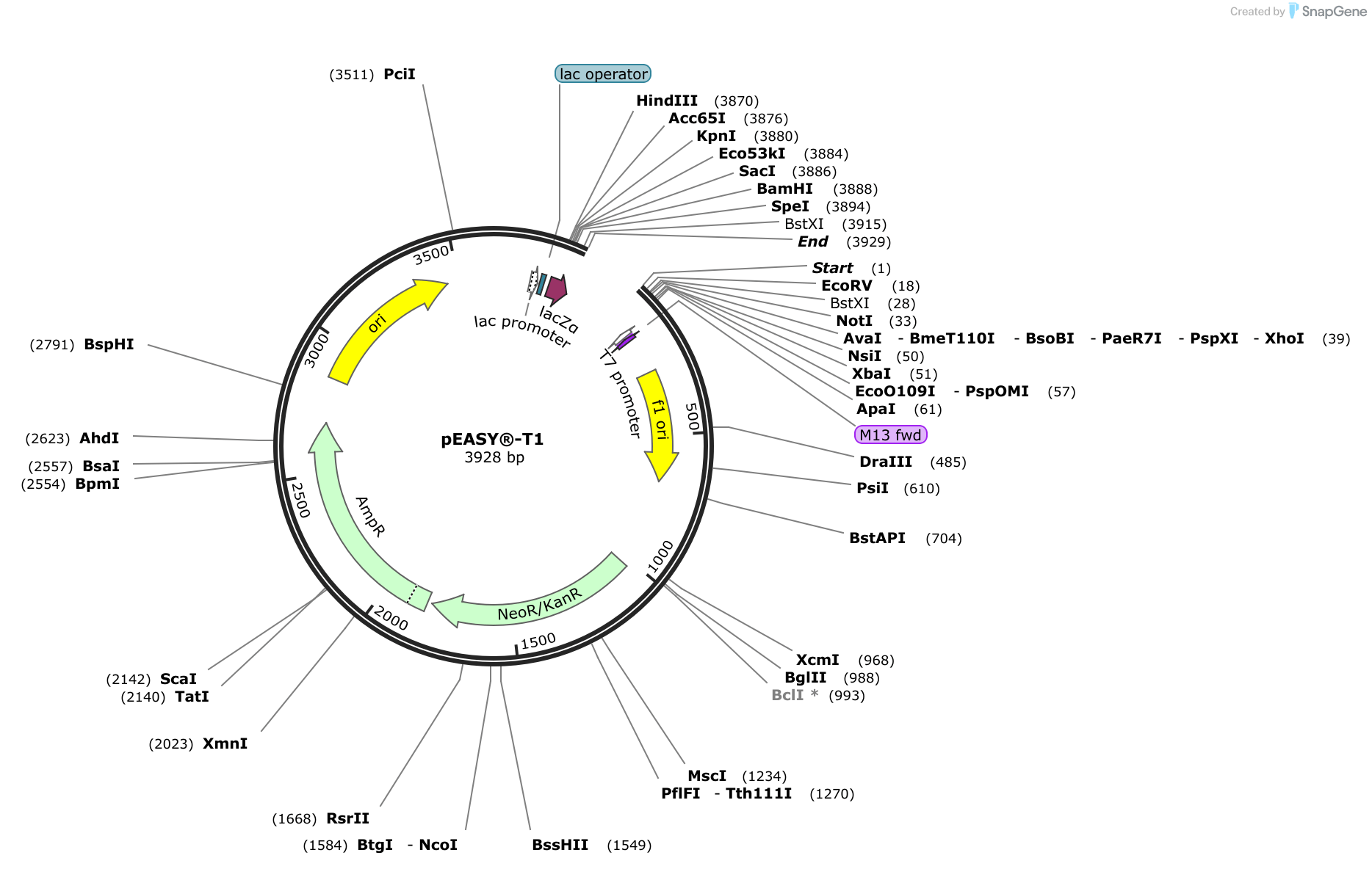 pEASYT1 (linearized) Sequence and Map