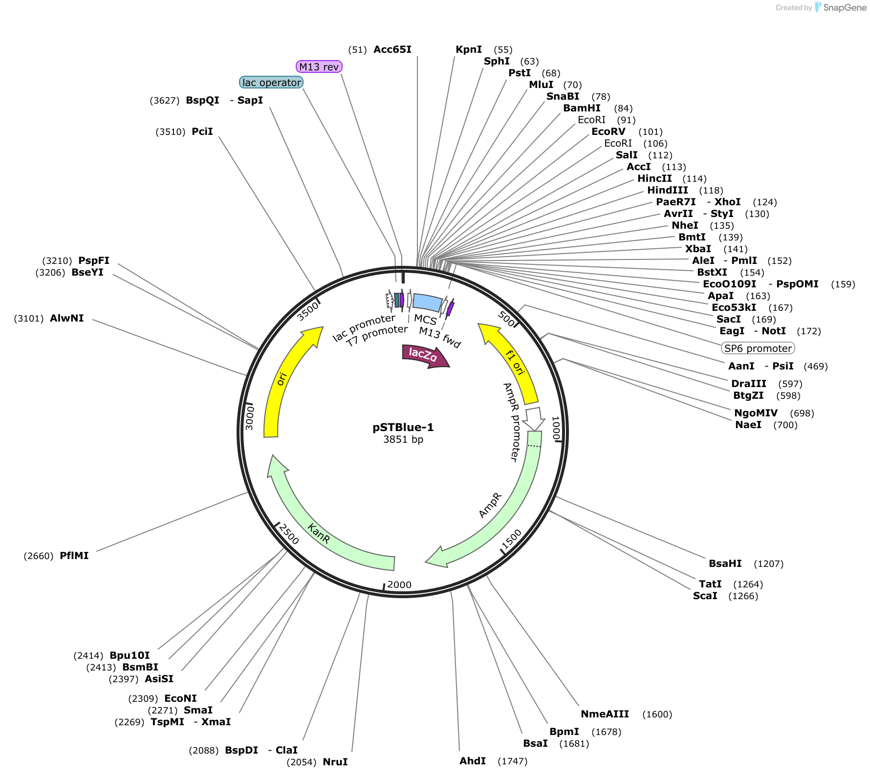 pSTBlue1 Sequence and Map