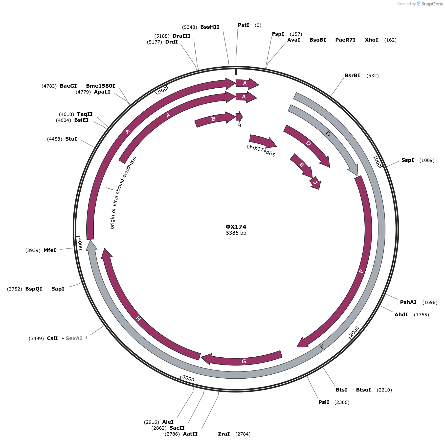phiX174 Sequence and Map