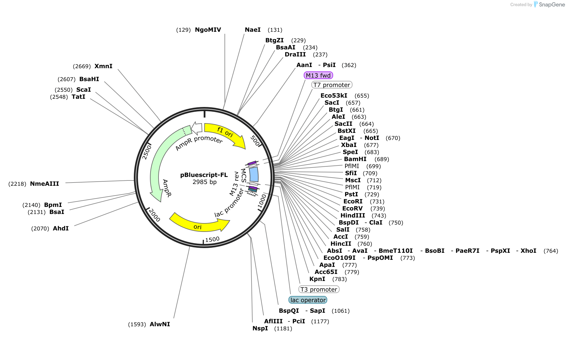 pBluescriptFL Sequence and Map
