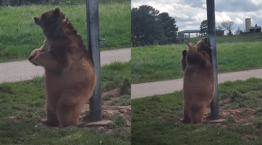 Real Life Baloo The Bear 'Dances' On Pole