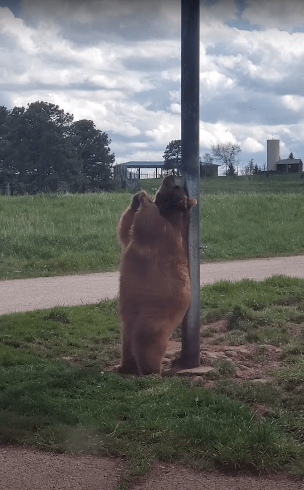 Real Life Baloo The Bear 'Dances' On Pole