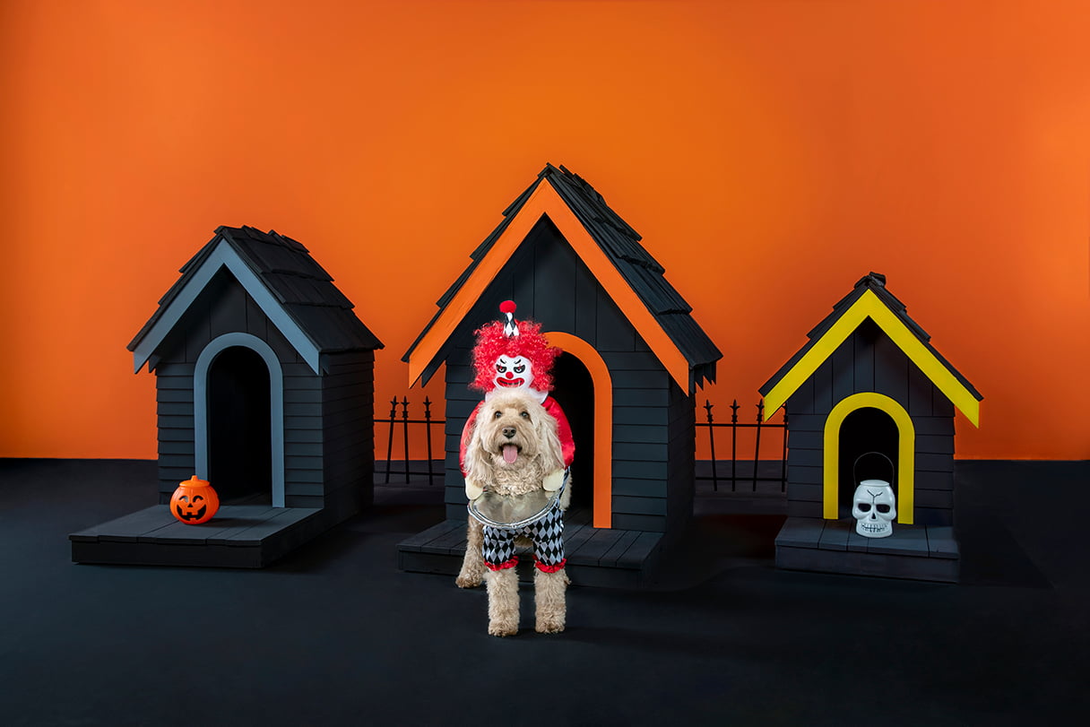 StressFree Halloween Costume Tips for Pets