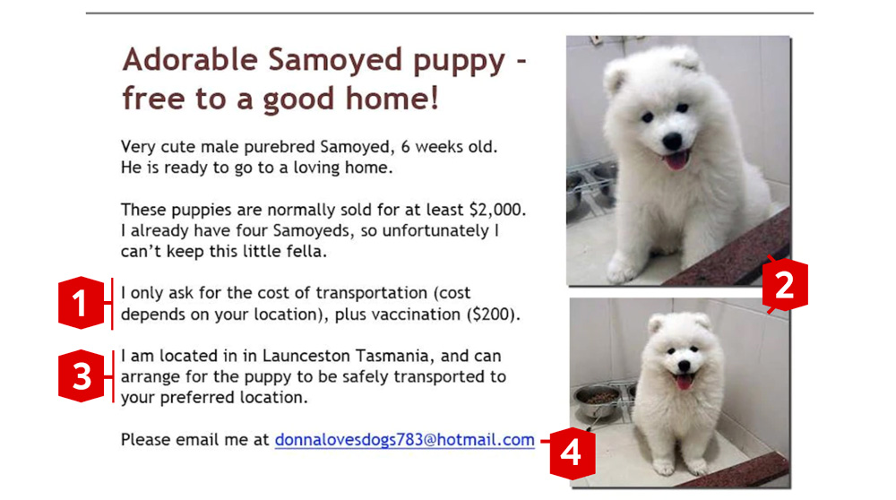 How to Spot a Pet or Puppy Scam