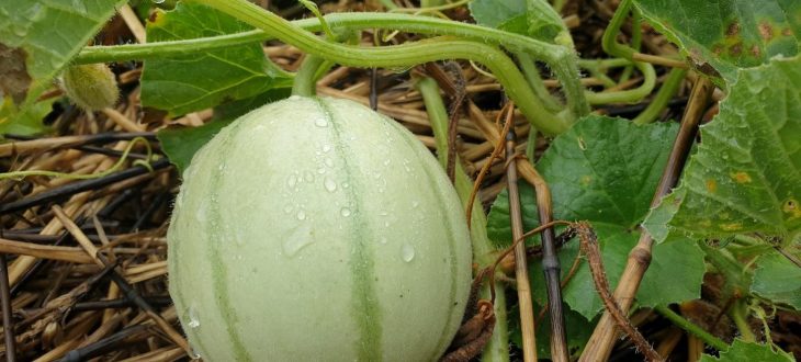 Archives des m Société Nationale d'Horticulture de France