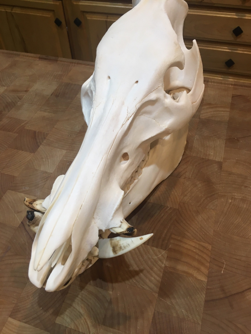Hunting & Fishing How do you clean a hog skull? Sniper's Hide Forum