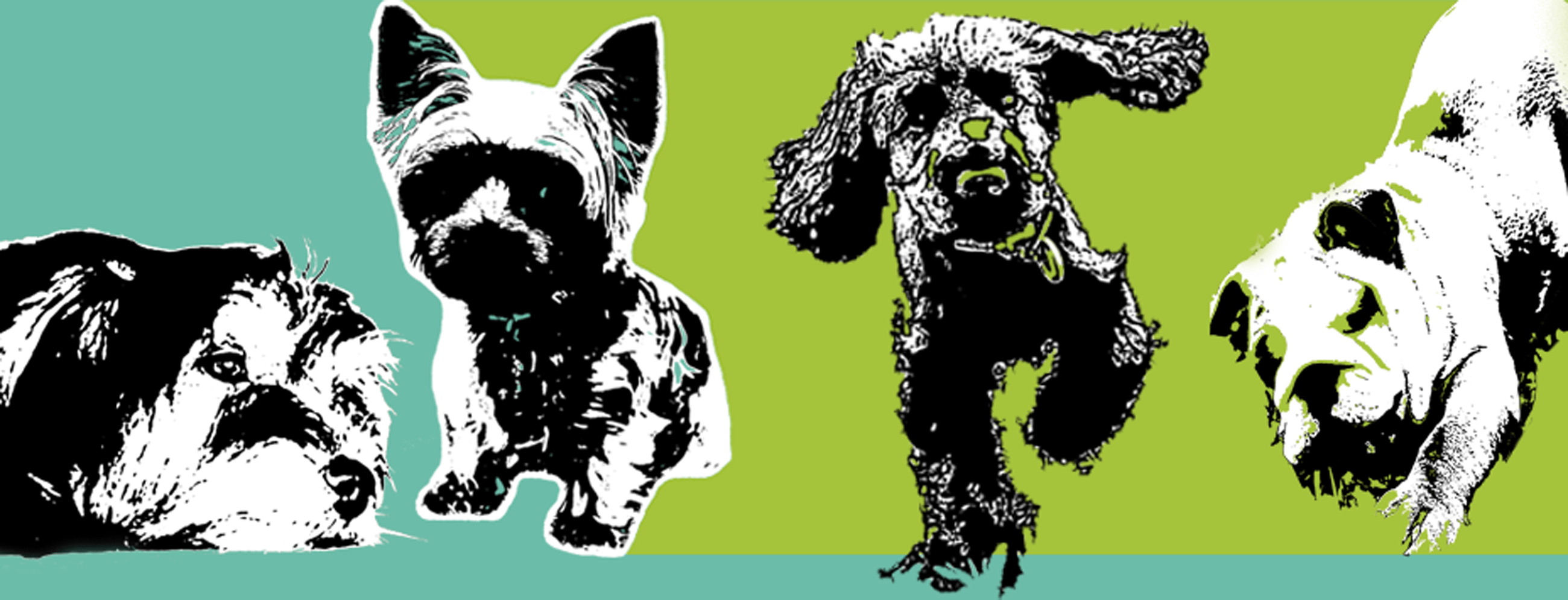 SnipPets Dog Grooming Studio