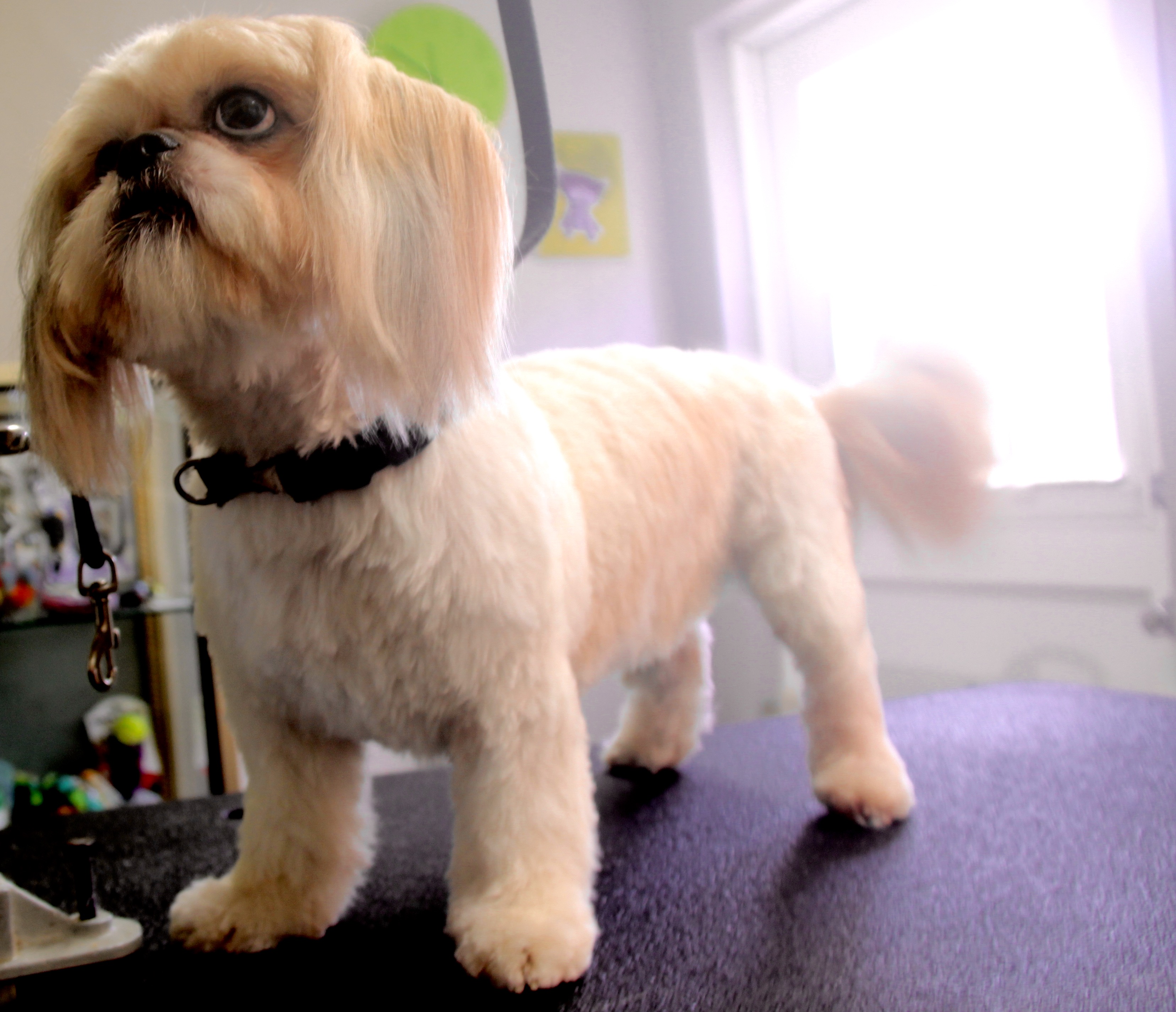 Contact SnipPets Dog Grooming Studio