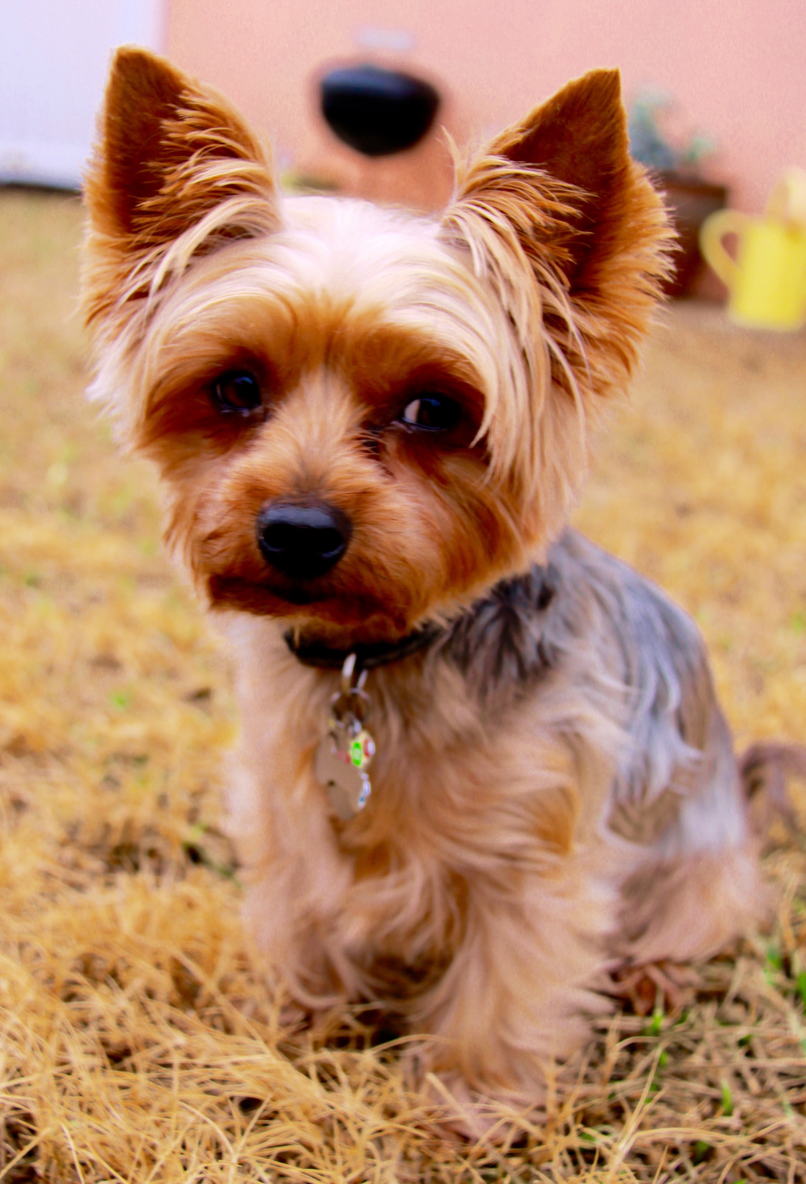 Hours of Operation SnipPets Dog Grooming Studio