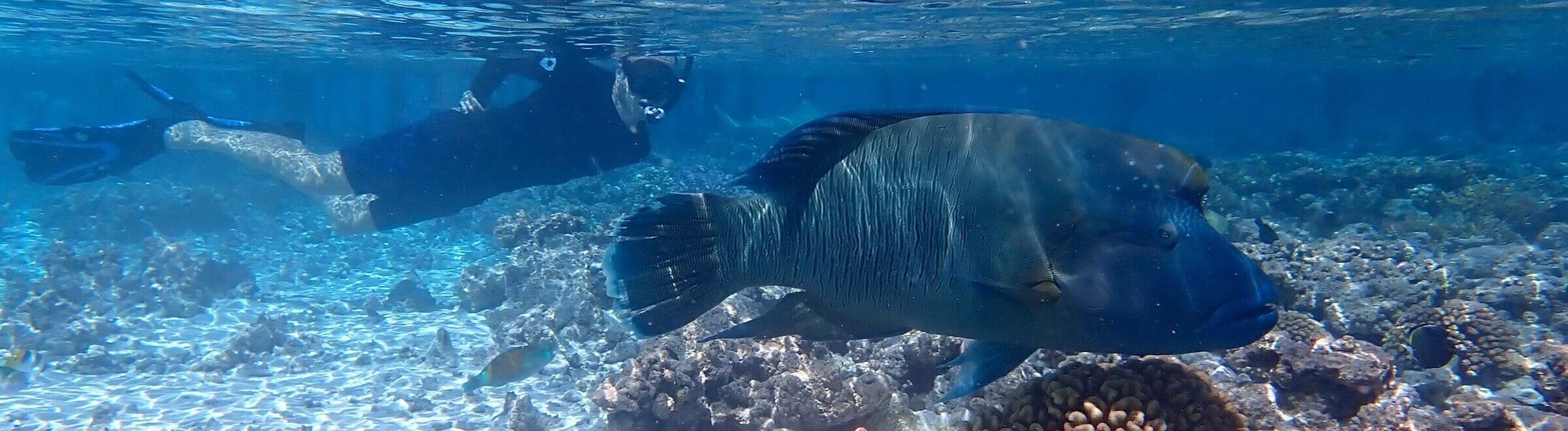 All snorkeling destinations Snorkeling Report