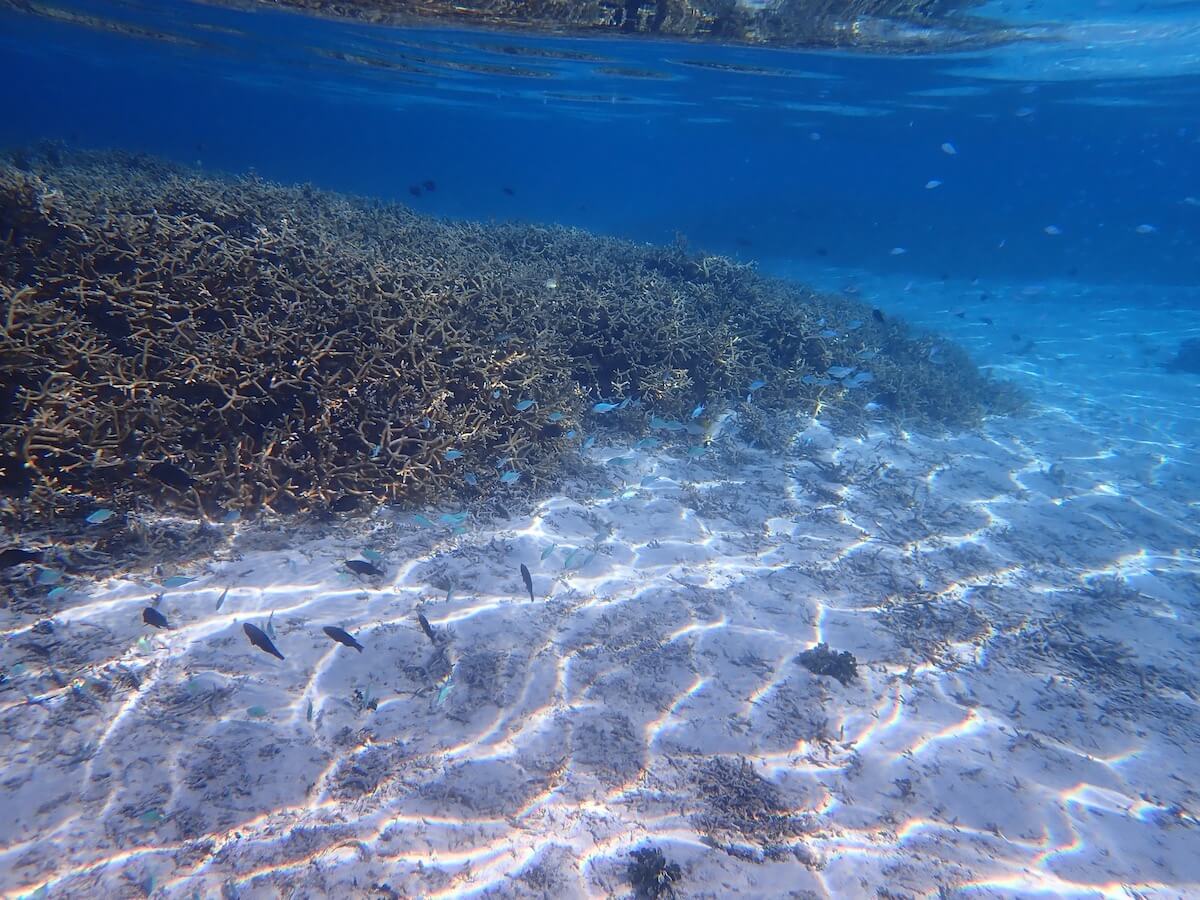 Snorkeling at the Sofitel Moorea Snorkeling in Moorea and Tahiti