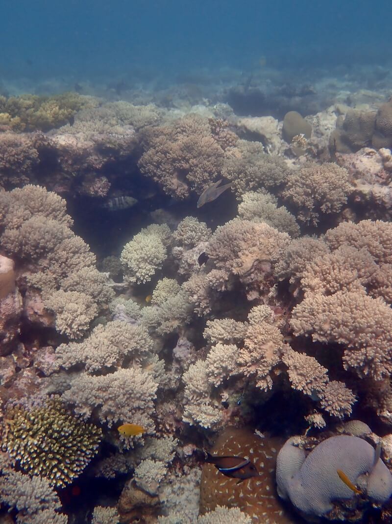 Snorkeling in First Bay, Aqaba Snorkeling in Jordan