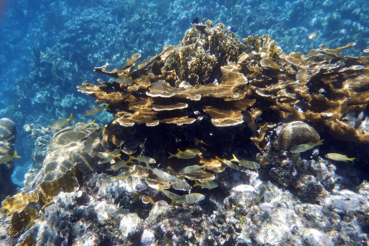 Snorkeling in West Bay, Roatan The best snorkeling spots in Roatan