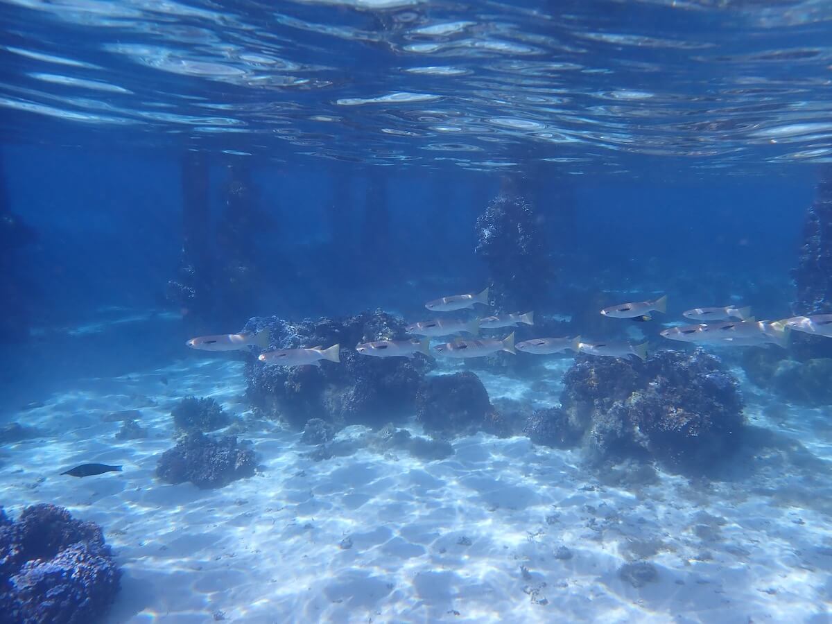 Snorkeling at the Sofitel Moorea Snorkeling in Moorea and Tahiti