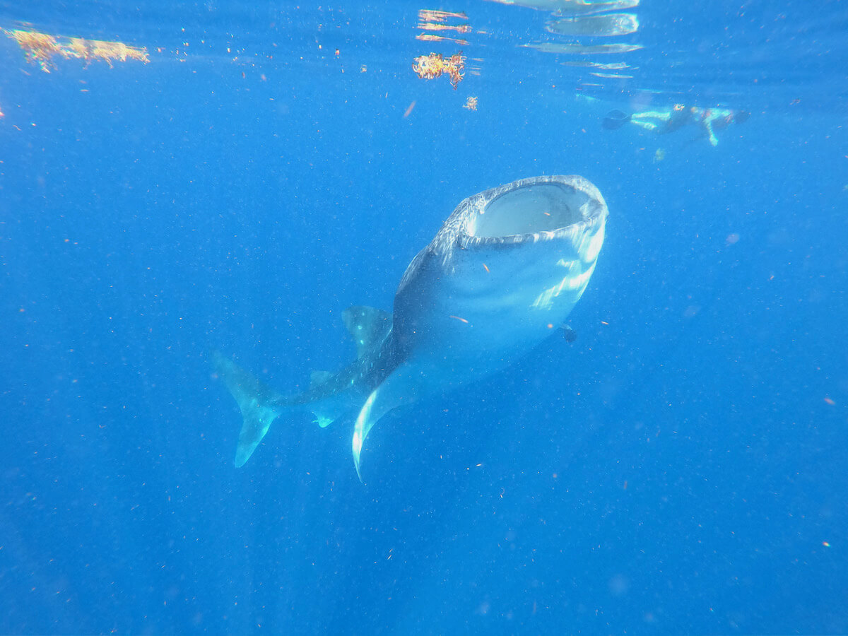 Snorkeling with Whale Sharks in the Mayan Riviera Snorkeling in Mexico