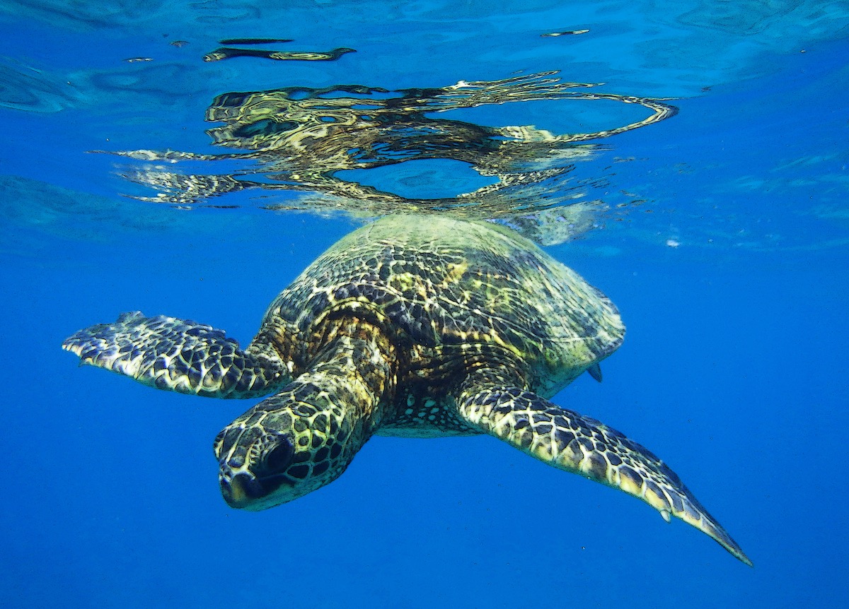 Snorkeling in Kapalua Bay, Maui Snorkeling in Hawaii