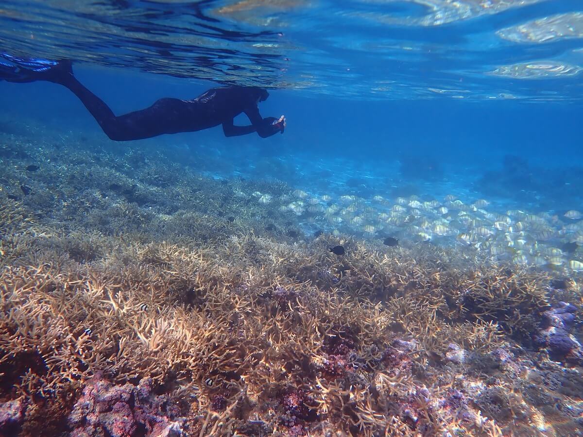 Snorkeling au Sofitel Moorea Snorkeling à Moorea