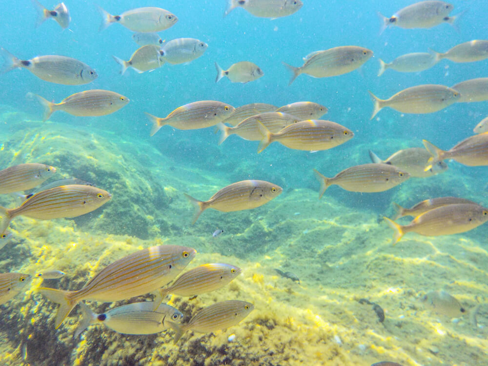 Snorkeling in Nissaki, Corfu Island Snorkeling in Greece