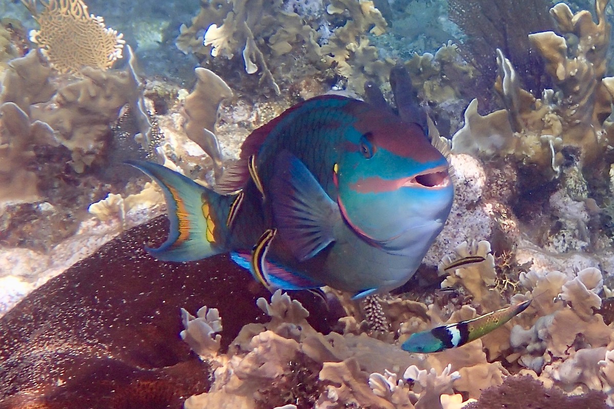 Snorkeling in West Bay, Roatan The best snorkeling spots in Roatan