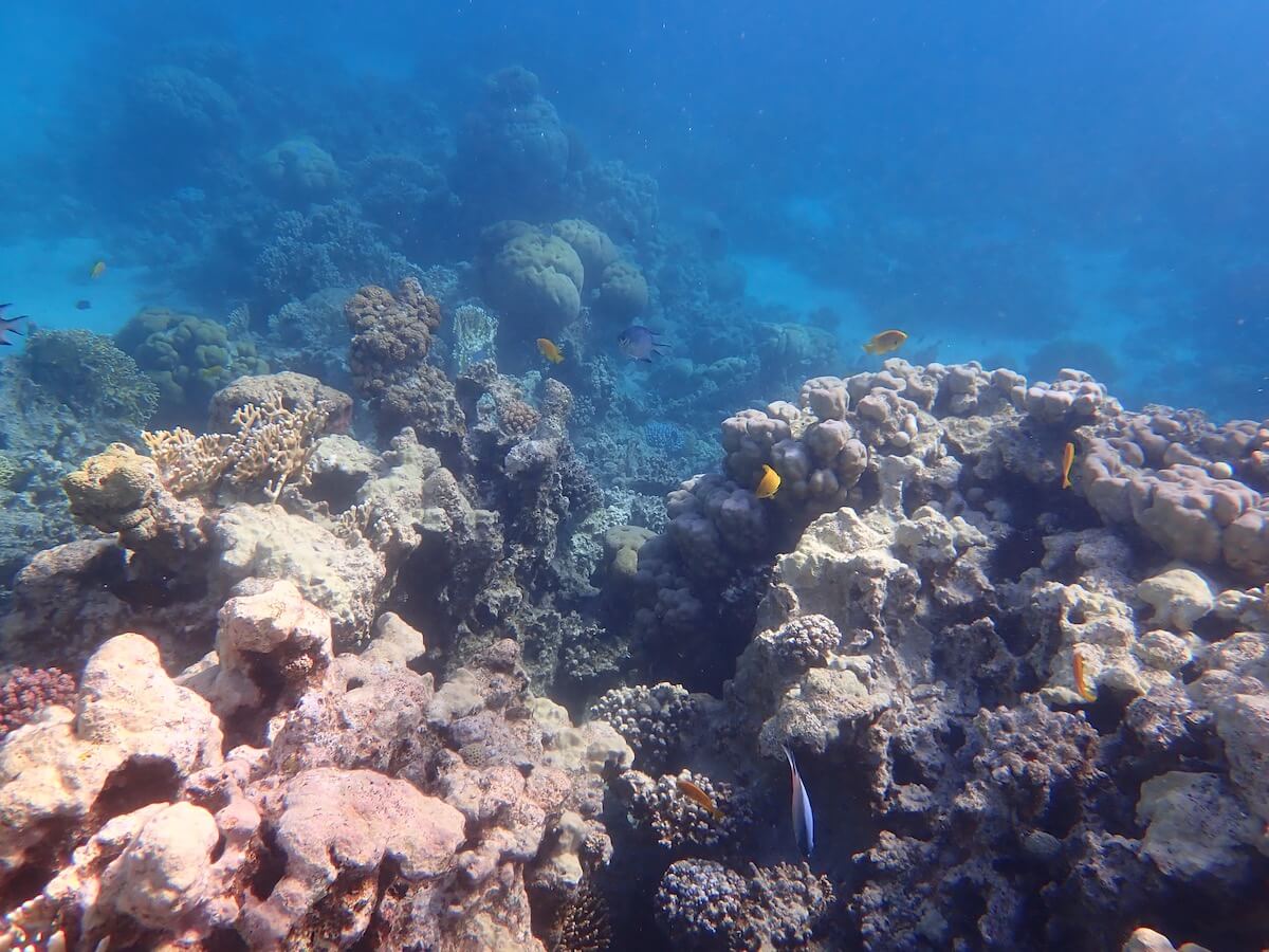 Snorkeling in First Bay, Aqaba Snorkeling in Jordan