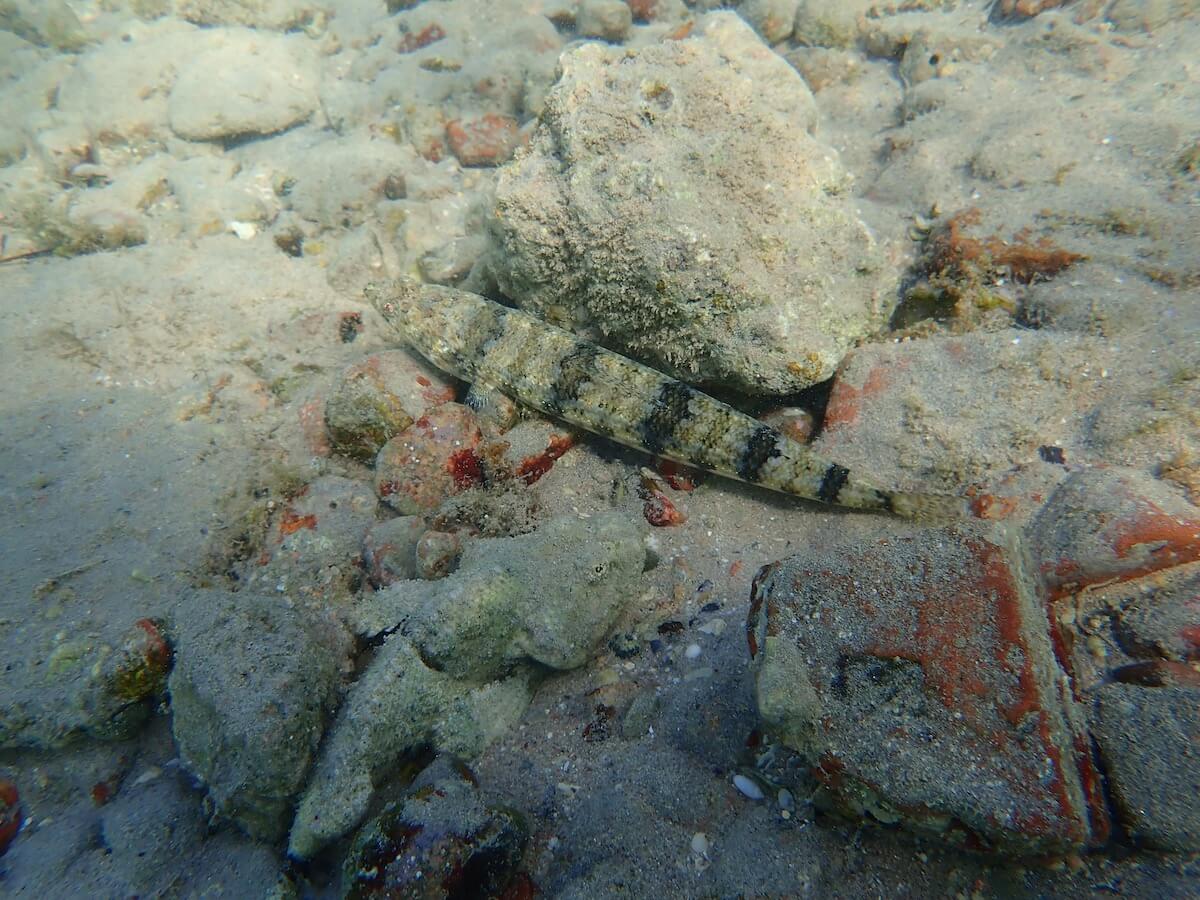 Snorkeling in First Bay, Aqaba Snorkeling in Jordan